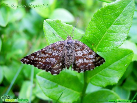 Tmavoskvrnáč vřesový - Ematurga atomaria ♀- Foto Robert Kopecký