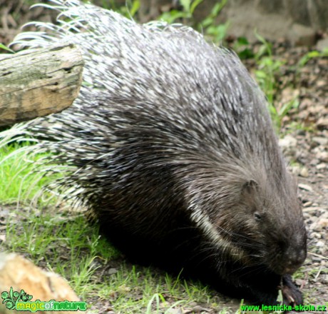 Dikobraz srstnatonosý - Hystrix indica - ZOO park Chomutov - Foto David Hlinka (2)