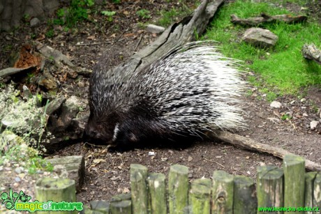 Dikobraz srstnatonosý - Hystrix indica - ZOO park Chomutov - Foto David Hlinka