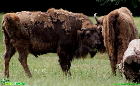 Zubr evropský - Bison bonasus bonasus - Zoo park Chomutov - Foto David Hlinka (3)