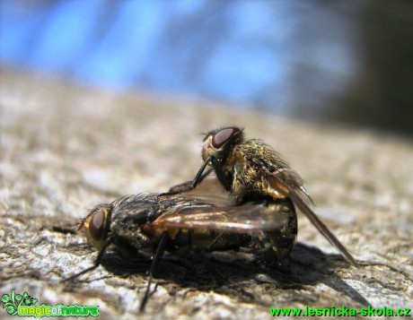 Moucha sp. - páření - Foto Jaroslav Dlouhý