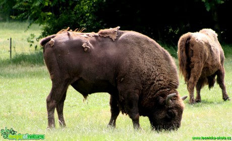 Zubr evropský - Bison bonasus bonasus - Zoo park Chomutov - Foto David Hlinka