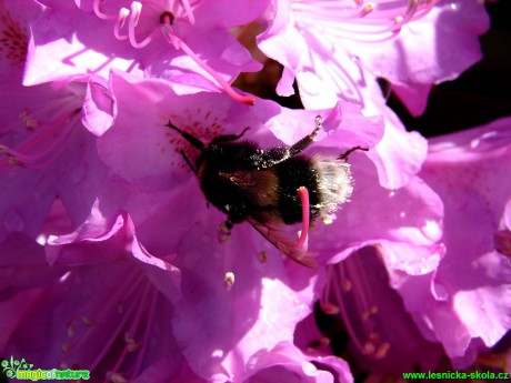 Čmelák - Bombus - Foto Martina Šmejkalová