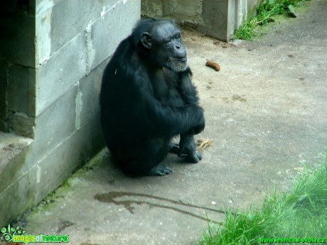 Šimpanz - Pan - Foto Martina Šmejkalová