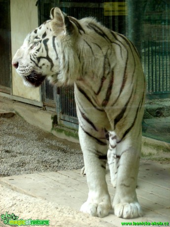 Tygr indický (bílý) - Panthera  tigris tigris- Foto Martina Šmejkalová