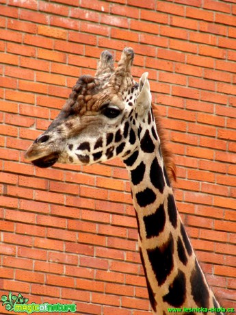 Žitafa - Giraffa camelopardalis - Foto Martina Šmejkalová