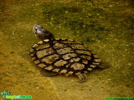 Želva nádherná -  Trachemys scripta elegans - Foto Martina Šmejkalová