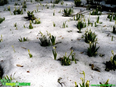 Bledule jarní - Leucojum vernum - Foto Radka Mizerová (2)