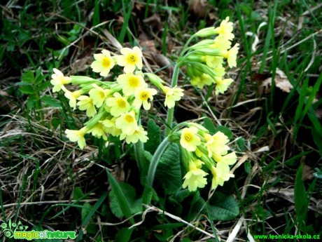 Prvosenka jarní - Primula veris - Foto Radka Mizerová