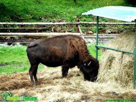 Bizon americký - Bison bison - Foto Radka Mizerová
