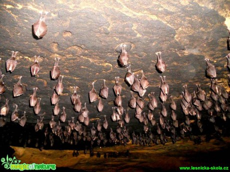 Vrápenec malý - Rhinolophus hipposideros - Foto Radka Mizerová