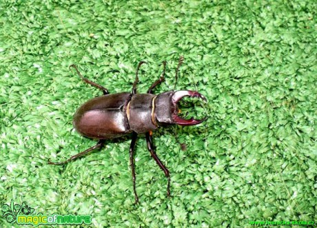 Roháč obecný - Lucanus cervus - Foto Radka Mizerová (1)