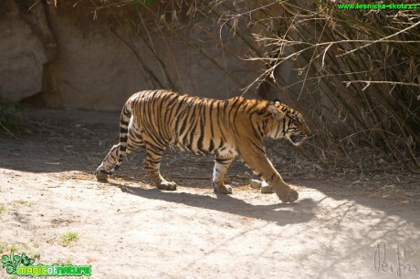Tygr - Panthera - Foto Jiří Křivánek