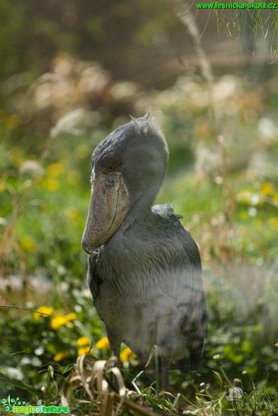 Člunozobec africký - Balaeniceps rex - Foto Jiří Křivánek (5)