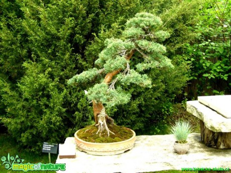 Jalovec čínský - Juniperus chinensis - 3. série - Foto manželé Pafelovi (1)