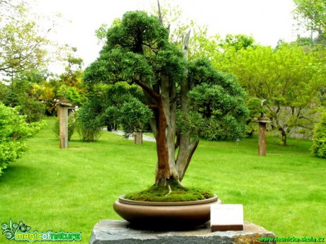 Jalovec čínský - Juniperus chinensis - 3. série - Foto manželé Pafelovi