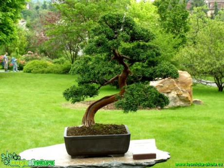Jalovec virginský - Juniperus virginiana - 3. série - Foto manželé Pafelovi