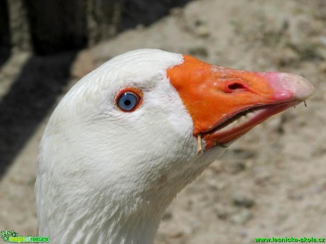 Na farmě - Foto Rasťo Salčík (1)