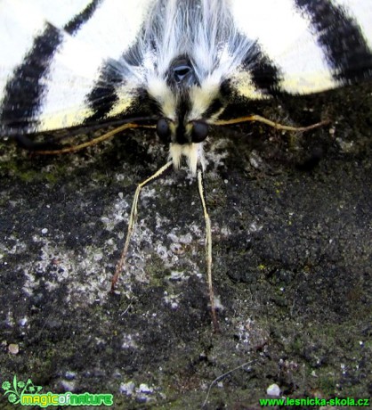 Otakárek ovocný - Iphiclides podalirius - Foto Rasťo Salčík (1)