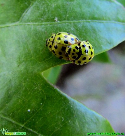 Slunéčko skvrnité - Psyllobora vigintiduopunctata - Foto Rasťo Salčík