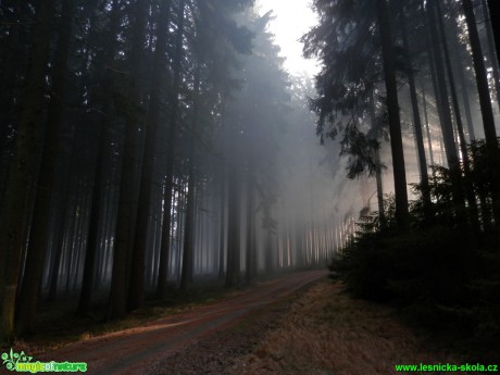 V mlze lesa - Foto Lída Burešová