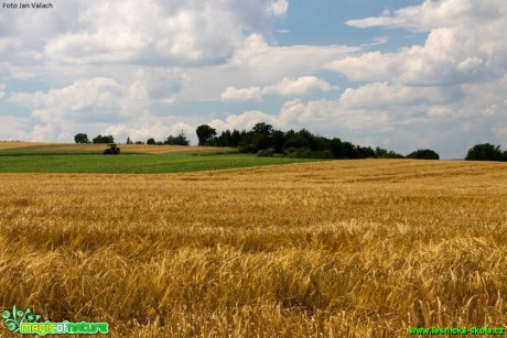 Zemědělská krajina - Foto Jan Valach (6)