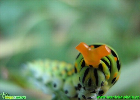 Otakárek fenyklový - Papilio machaon - Foto Jaroslav Dlouhý