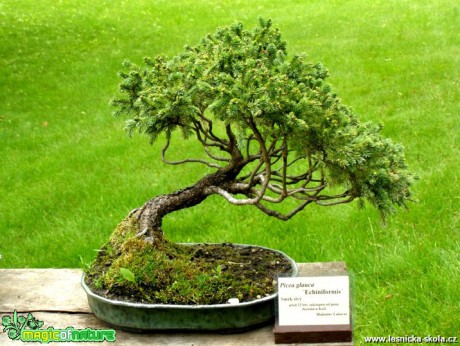 Picea glauca - Smrk sivý - 3. série - Foto manželé Pafelovi