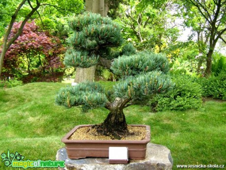 Pinus parviflora - Borovice drobnokvětá - 3. série - Foto manželé Pafelovi
