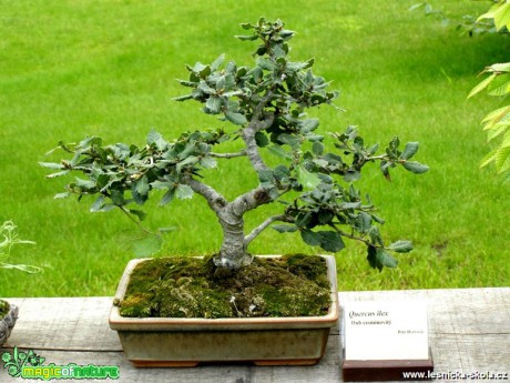 Quercus ilex - Dub cesmínovitý - 3. série - Foto manželé Pafelovi