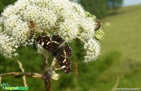 Babočka síťkovaná - Araschnia levana - Foto Pavel Stančík