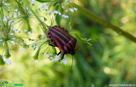 Kněžice páskovaná - Graphosoma lineatum (2) - Foto Pavel Stančík