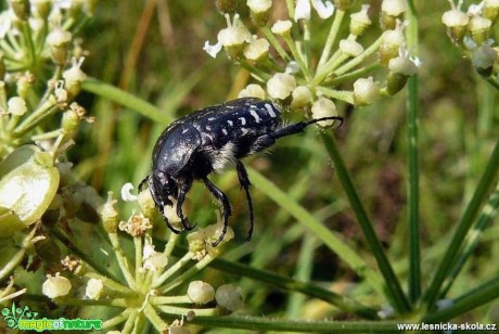 Zlatohlávek tmavý - Oxythyrea funesta - Foto Pavel Stančík