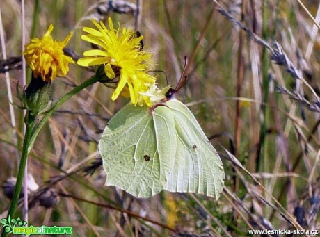 Žluťásek řešetlákový - Gonepteryx rhamni - Foto Pavel Stančík