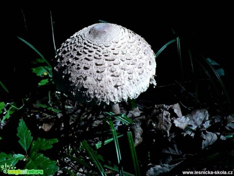 Bedla vysoká - Macrolepiota procera - Foto Radka Mizerová (1)