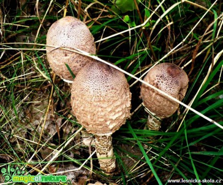 Bedla vysoká - Macrolepiota procera - Foto Radka Mizerová