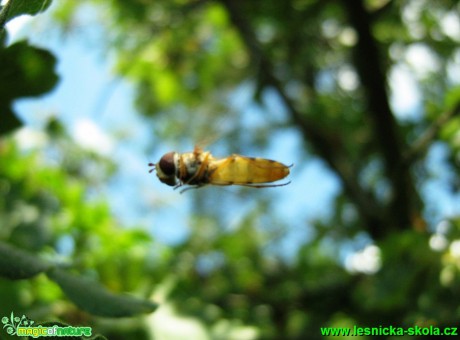 Pestřenka sp. - v letu - Foto Jaroslav Dlouhý