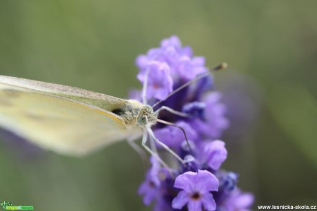 Bělásek zelný - Pieris brassicae - Foto jana Vondráčková