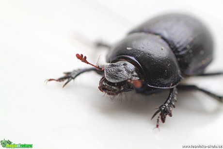 Chrobák lesní - Anoplotrupes stercorosus - Foto Jana Vondráčková