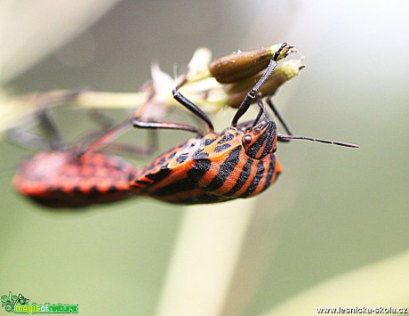 Kněžice páskovaná - Graphosoma lineatum - Foto Jana Vondráčková