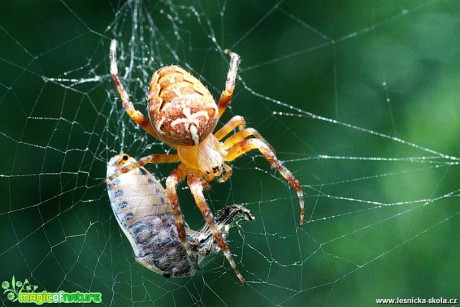 Křižák obecný - Araneus diadematus - Foto Jana Vondráčková (2)