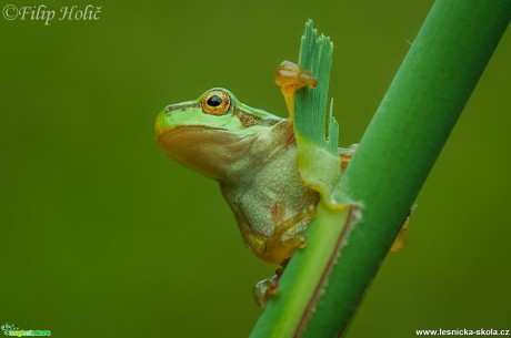 Rosnička zelená - Hyla arborea - Foto Filip Holič (1)