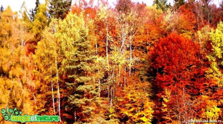 Podzimní les - Foto Radka Mizerová