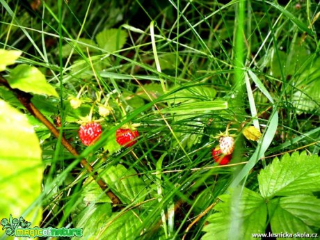 Lesní jahody - Foto Radka Mizerová