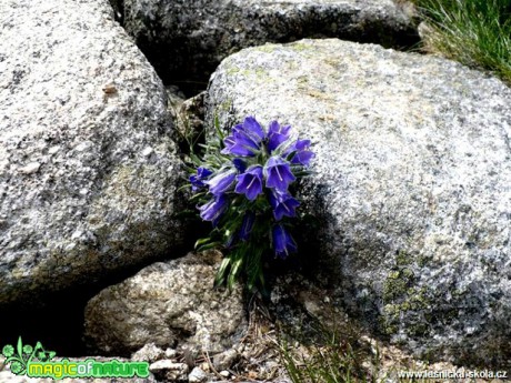 Hořec - Gentiana - Foto Radka Mizerová