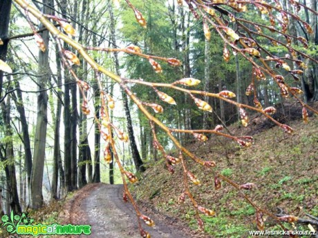 Pupeny - Foto Radka Mizerová