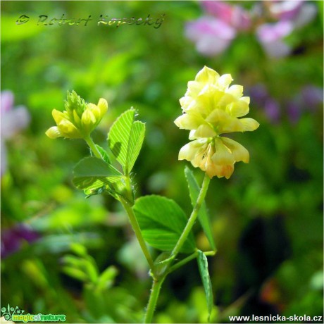 Jetel ladní - Trifolium campestre - Foto Robert Kopecký