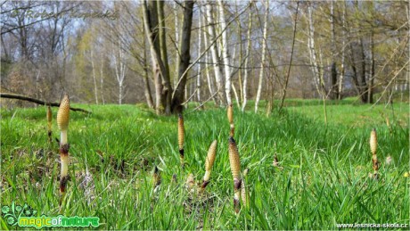 Přeslička obrovská Equisetum telmateia - Foto Robert Kopecký