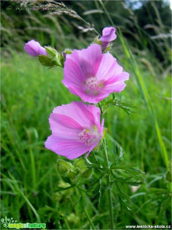 Sléz pižmový - Malva moschata - Foto Robert Kopecký