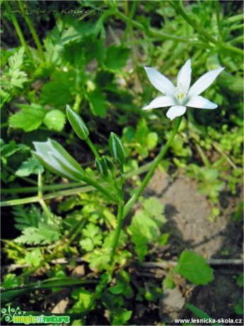 Snědek Kochův - Ornithogalum kochii - Foto Robert Kopecký